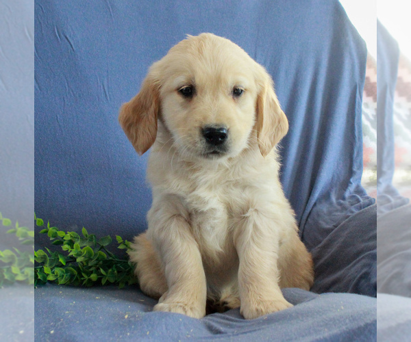 Medium Photo #5 Golden Retriever Puppy For Sale in GORDONVILLE, PA, USA