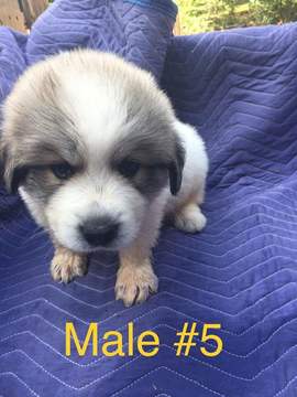 Medium Photo #1 Great Pyrenees Puppy For Sale in COLDWATER, MS, USA