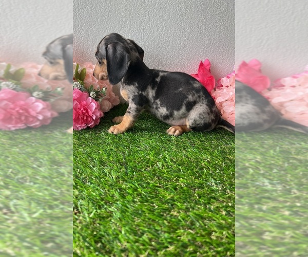 Medium Photo #4 Dachshund Puppy For Sale in DAYTONA BEACH, FL, USA