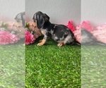 Small Photo #4 Dachshund Puppy For Sale in DAYTONA BEACH, FL, USA