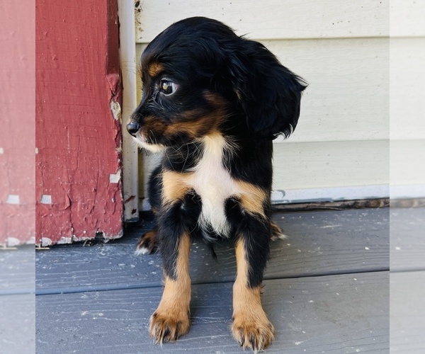 Medium Photo #10 Cavalier King Charles Spaniel Puppy For Sale in FRESNO, OH, USA