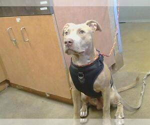 Mutt Dogs for adoption in Sacramento, CA, USA