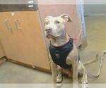*CASPIAN - Male Mutt Dog for Adoption - Small photo