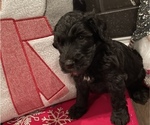 Small Photo #3 Sheepadoodle Puppy For Sale in MONCLOVA, OH, USA
