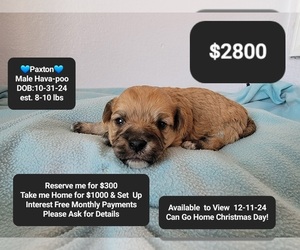 Poovanese Puppy for sale in TUCSON, AZ, USA