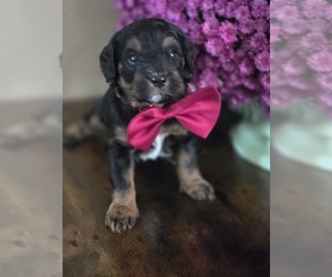 Golden Mountain Doodle  Puppy for sale in CRAWFORDSVLLE, IA, USA