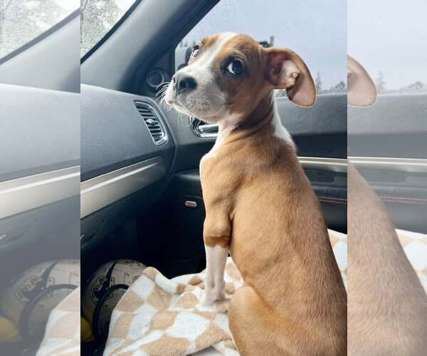 Medium Photo #3 Boxer-Greater Swiss Mountain Dog Mix Puppy For Sale in Stanwood, WA, USA