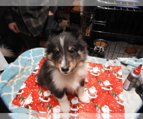 Medium Photo #1 Shetland Sheepdog Puppy For Sale in BAINBRIDGE, NY, USA