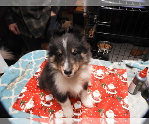 Medium Shetland Sheepdog