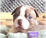 Small Photo #10 Boston Terrier Puppy For Sale in LEXINGTON, IN, USA