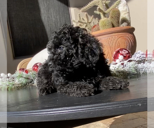 Poodle (Toy) Puppy for sale in SCOTTSDALE, AZ, USA
