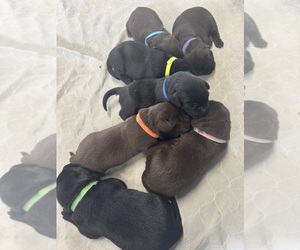 Labrador Retriever Puppy for sale in BRIDGEWATER, IA, USA