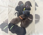Small Labrador Retriever