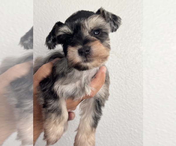 Medium Photo #4 Schnauzer (Miniature) Puppy For Sale in KISSIMMEE, FL, USA