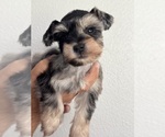 Small #3 Schnauzer (Miniature)