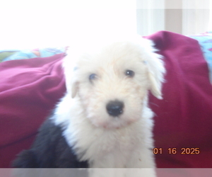 Old English Sheepdog Puppy for sale in RAYMORE, MO, USA