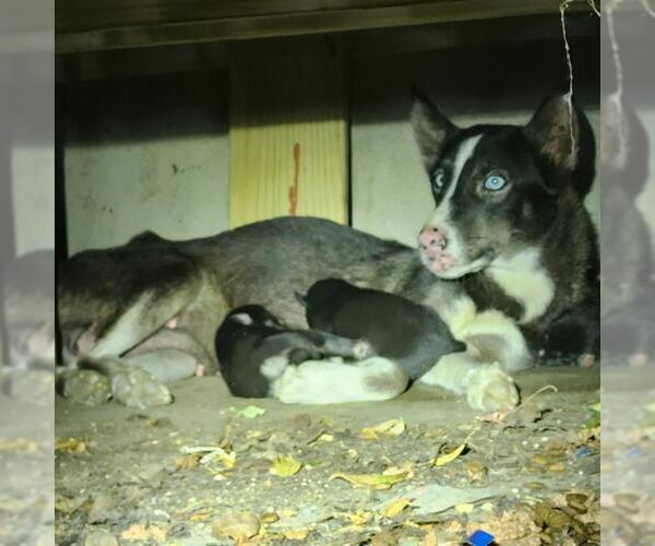 Medium Photo #1 Siberian Husky-Unknown Mix Puppy For Sale in San Antonio, TX, USA
