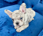 Small Photo #21 French Bulldog Puppy For Sale in BOSTON, MA, USA