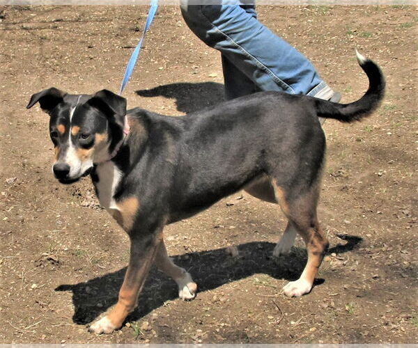 Medium Photo #4 Catahoula Leopard Dog-Unknown Mix Puppy For Sale in Godley, TX, USA