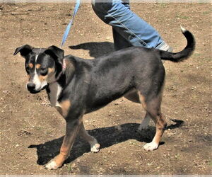 Rosemary - Female Catahoula Leopard Dog-Unknown Mix Dog for Adoption - Photo #4