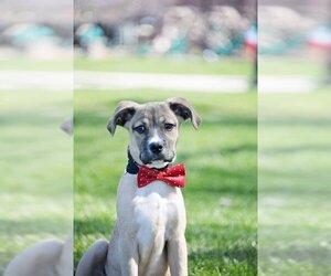 Mutt Dogs for adoption in Sandy, UT, USA