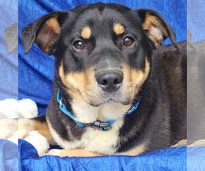 Basset Hound-Rottweiler Mix Dogs for adoption in Cuba, NY, USA