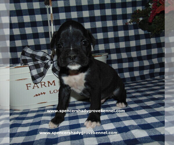 Medium Photo #8 Boxer Puppy For Sale in CABOOL, MO, USA
