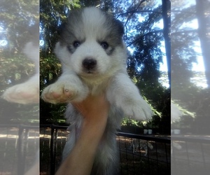 Siberian Husky Puppy for sale in FLORENCE, SC, USA
