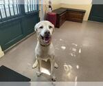Small Labrador Retriever