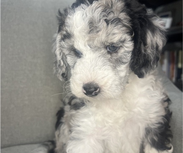 Medium Photo #7 Sheepadoodle Puppy For Sale in HUNTINGTON BEACH, CA, USA