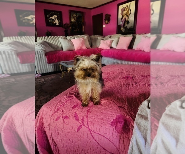 Medium Photo #1 Yorkshire Terrier Puppy For Sale in BROOKHAVEN, MS, USA