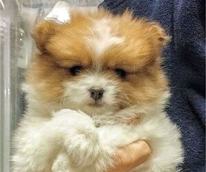 Pomeranian Puppy for sale in FAIRVIEW HEIGHTS, IL, USA