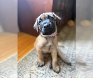 2 Orphans - Cosette - Located in Missouri - Female Mutt Dog for Adoption - Photo #4