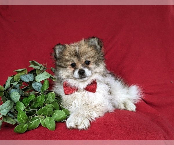 Medium Photo #5 Pomeranian Puppy For Sale in OXFORD, PA, USA
