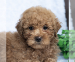Small Poodle (Miniature)