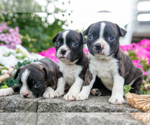 Boston Terrier Litter for sale in MOORELAND, IN, USA