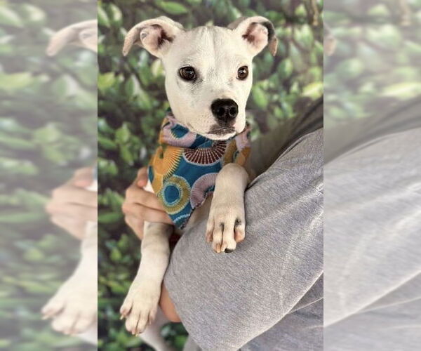 Medium Photo #1 Boston Terrier-Unknown Mix Puppy For Sale in New York, NY, USA