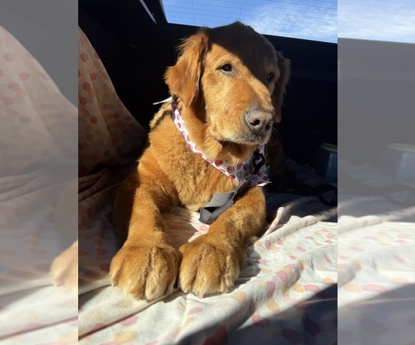 Medium Photo #1 Golden Labrador Puppy For Sale in MURRIETA, CA, USA
