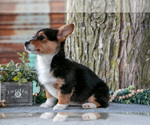 Small #2 Pembroke Welsh Corgi