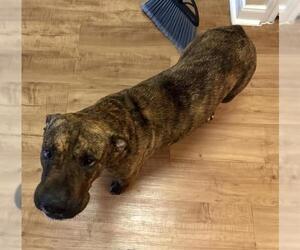 American Staffordshire Terrier-Unknown Mix Dogs for adoption in San Antonio, TX, USA