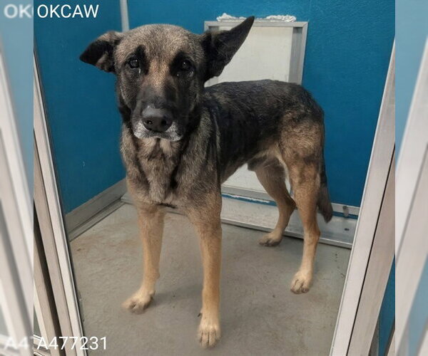 Medium Photo #1 German Shepherd Dog Puppy For Sale in Oklahoma City, OK, USA