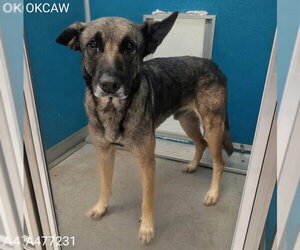 German Shepherd Dog Dogs for adoption in Oklahoma City, OK, USA