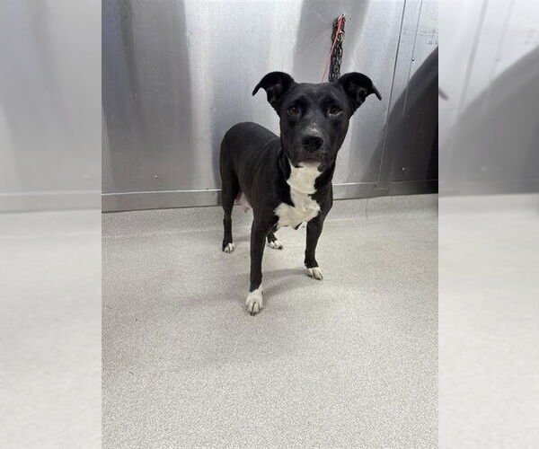 Medium Photo #1 Mutt Puppy For Sale in Fairbanks, AK, USA