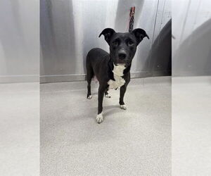 Mutt Dogs for adoption in Fairbanks, AK, USA