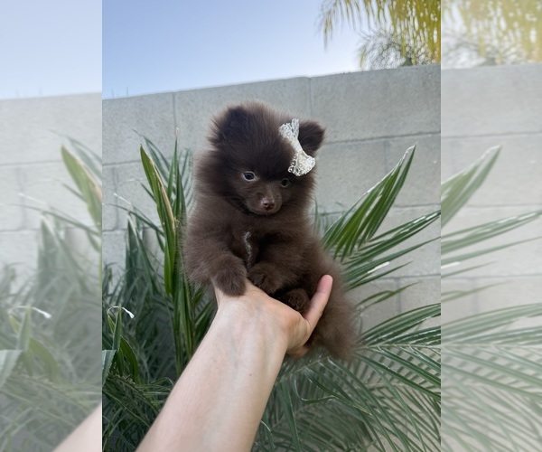 Medium Photo #4 Pomeranian Puppy For Sale in BAKERSFIELD, CA, USA