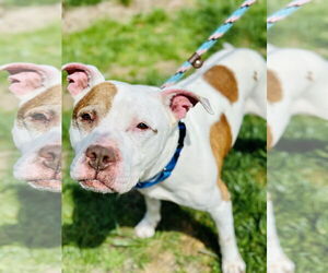 American Pit Bull Terrier-Unknown Mix Dogs for adoption in Manahawkin, NJ, USA