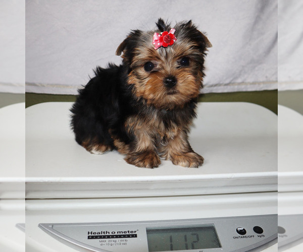 Medium Photo #5 Yorkshire Terrier Puppy For Sale in LOS ANGELES, CA, USA