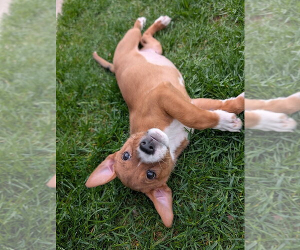 Medium Photo #4 Bulldog-Unknown Mix Puppy For Sale in Lakewood, CO, USA