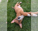 Small #3 Bulldog Mix