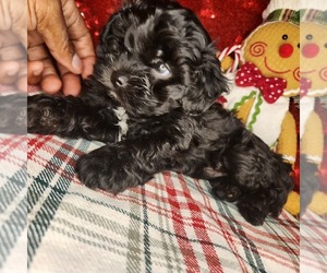 Shih-Poo Puppy for sale in FORT WASHINGTON, MD, USA